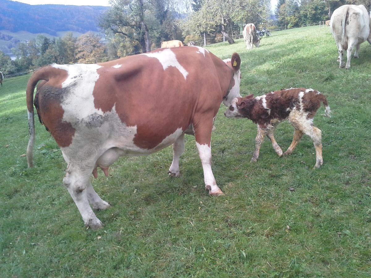 Bauernhof Kasleitner Villa Zell am Moos Dış mekan fotoğraf