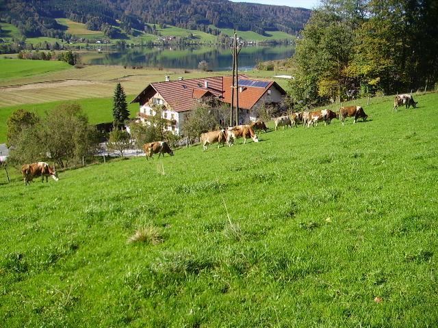 Bauernhof Kasleitner Villa Zell am Moos Dış mekan fotoğraf