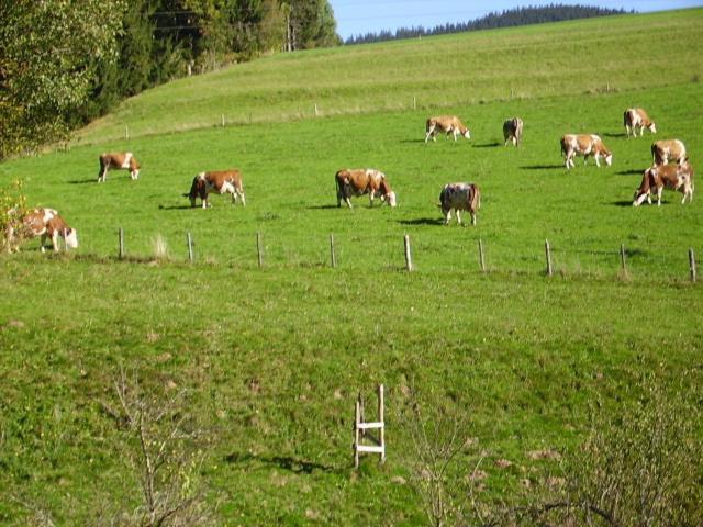 Bauernhof Kasleitner Villa Zell am Moos Dış mekan fotoğraf
