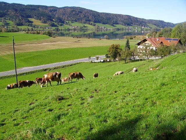 Bauernhof Kasleitner Villa Zell am Moos Dış mekan fotoğraf
